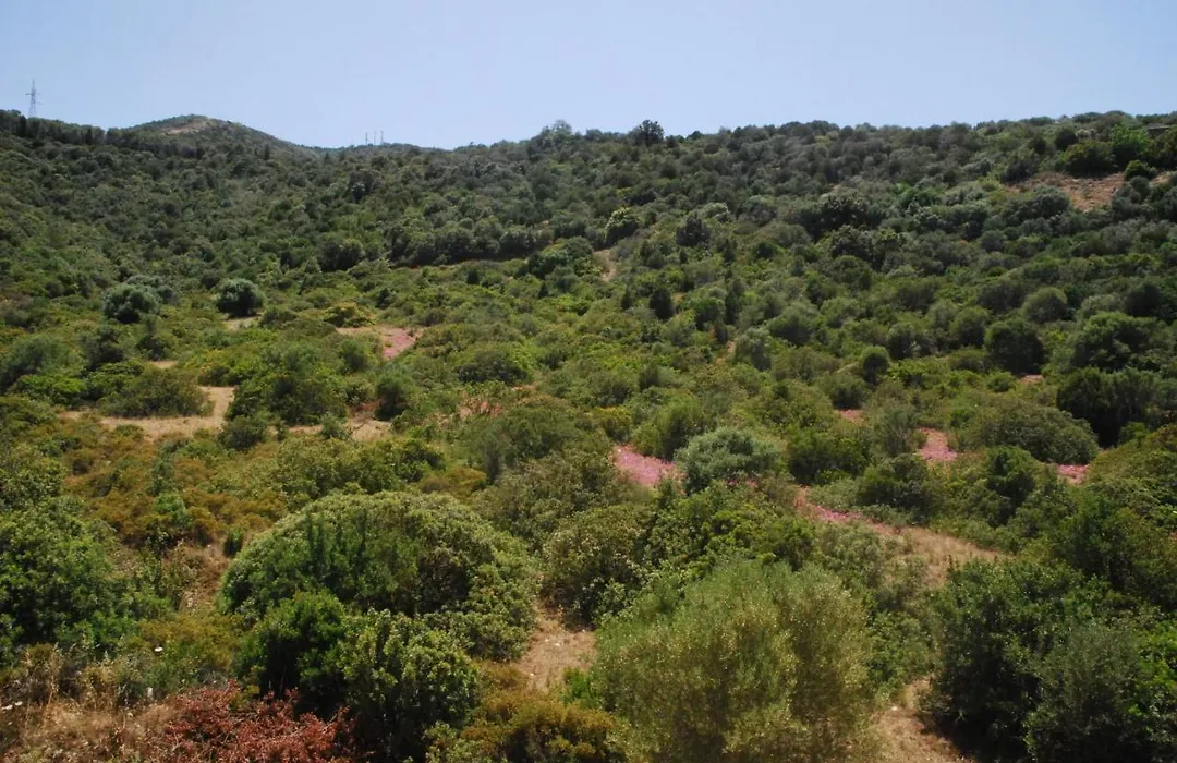 I Ginepri-1